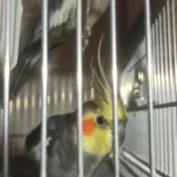 جفت عروس هلندی مولد اماده وجوجه سرلاکی|پرنده|نقده, |دیوار