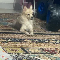 سگ پامر پاکوتاه