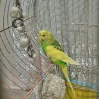 جوجه مرغ عشق
