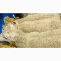 4 جفت بره نر و ماده رومن اصل به قیمت یه ماه پیش