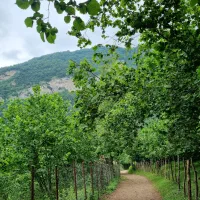 لیدر گیلانگردی|تور و چارتر|رشت, گیل|دیوار