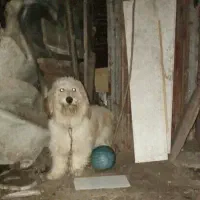 واگذاری سگ پشمالو