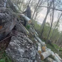 خریدار چوب های باغی|خدمات باغبانی و درختکاری|لردگان, |دیوار