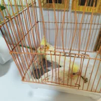 عروس هلندی