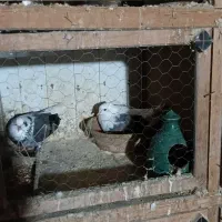 کبوتر جفتگاهی و پرشی|پرنده|سنگر, |دیوار