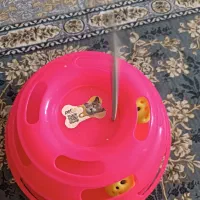 وسایل گربه یا سگ