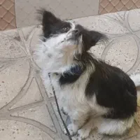 فروش سگ پاکوتاه بردر کولی.۱۵۰۰