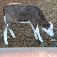 گوساله ماده سمینتال قله تل