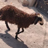 بره ماده شیر مست