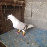 نر دوکت آبی