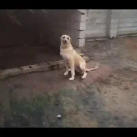 سرابی 10 ماه|سگ|تالش, هشتپر|دیوار