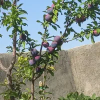 خانه باغ بزرگ باقیمت خوب باسند آب|فروش خانه و ویلا|تفت, |دیوار