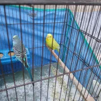 مرغ عشق|پرنده|اردبیل, |دیوار