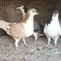 سلام وقت بخیر|پرنده|تهران, زرگنده|دیوار