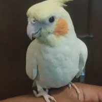 عروس هلندی و هفت عدد مرغ عشق