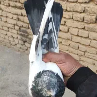 کله دم سبز ماده