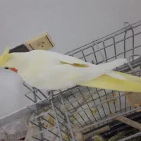 عروس هلندی|پرنده|قوچان, |دیوار