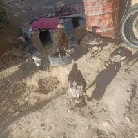 بوقلمون|حیوانات مزرعه|فسا, |دیوار