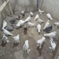 کبوتر سرای اسلام|پرنده|مرند, |دیوار