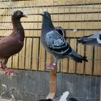 کبوتر