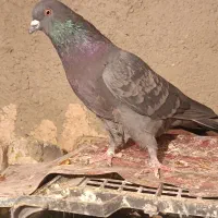 کفتزا تهران پرشی|پرنده|قرچک, قشلاق جیتو|دیوار