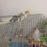 عروس هلندی جوجه ابلق مرواریدی رام و دستی دونخور|پرنده|تهران, گلستان (شهرک راه آهن)|دیوار