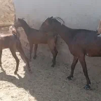 بز آبستن با دو کهره ماده بزرگ اطراف رویدر|حیوانات مزرعه|رویدر, |دیوار