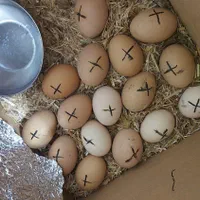 تخم مرغ نطفه دار برهما