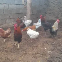 خروس|حیوانات مزرعه|کنگاور, |دیوار