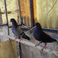 کفتر|پرنده|تهران, سیروس|دیوار