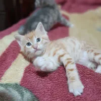 واگذاری ۲عدد گربه