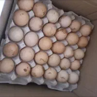 تخم مرغ بومی (محلی)|خوردنی و آشامیدنی|اصفهان, کشاورزی|دیوار