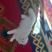 بچه گربه اسکاتیش