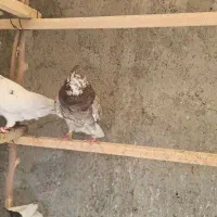 سرور کرواتی کاکولی ماده