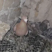 کبوتر پلاکی|حیوانات|ورامین, ورامین|دیوار