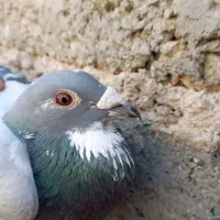 پرنده مسافتی اردن