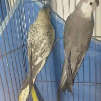 عروس مولد با تخم و جوجه همه نژاد|پرنده|خرمدره, |دیوار