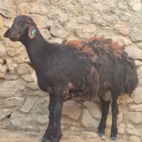بره قوچ های همو چند قلو زا مرتع رو باتضمین ژنتیک|حیوانات مزرعه|شیراز, ریشمک|دیوار