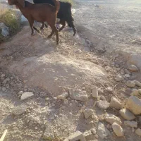 گوسفند خنثی چاق چله مخصوص کشتن|حیوانات مزرعه|سراوان, |دیوار