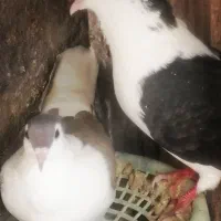 کفتر نروماده بایک جوجه خال ساده زرد سیاه کاکلی