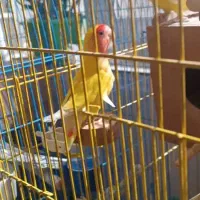 جفت عروس هلندی و کوتوله مولد و دستی|پرنده|خمینی‌شهر, |دیوار