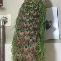 طاووس طبیعی