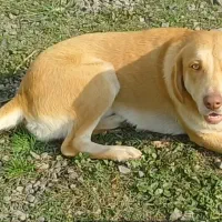 واگذاری سگ میکس هاسکی|سگ|رشت, پل تالشان|دیوار