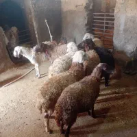 هشت راس بره