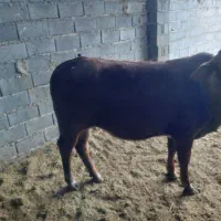 کارگردامداری