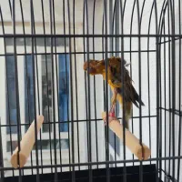 جیبوس جیبر سرخ نر کلکسیونی