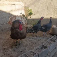 بوقلمون|پرنده|سرعین, |دیوار