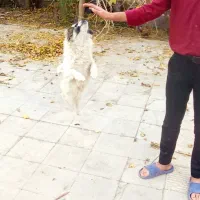 سگ پاکوتاه|سگ|زرند, |دیوار