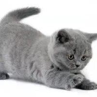 گربه اسکاتیش بیریتیش بلو