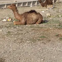 انواع شتر.نر.یاماده.نقد